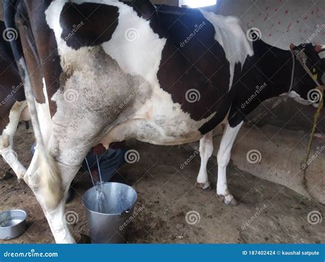 sacando leche